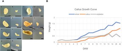 Uncovering transcriptional reprogramming during callus development in soybean: insights and implications